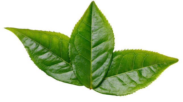 Three fresh green tea leaves with serrated edges and visible veins