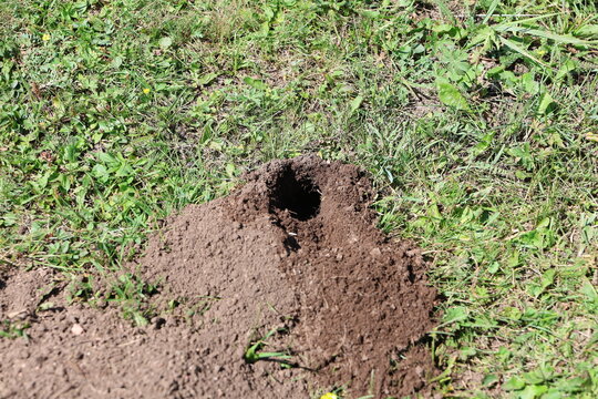Rodent Burrow in Mountain Meadow in Semyonov Gorge, Kyrgyzstan