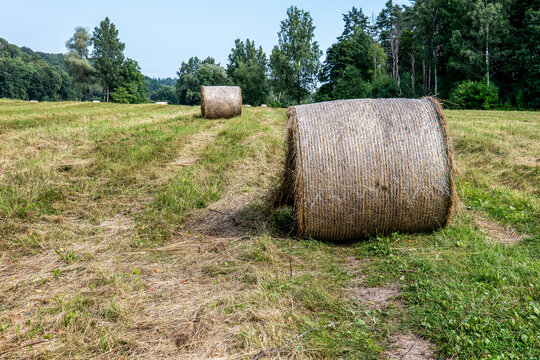 Round Hay Bales Dry Across a Mown Field Near Dense Woodland