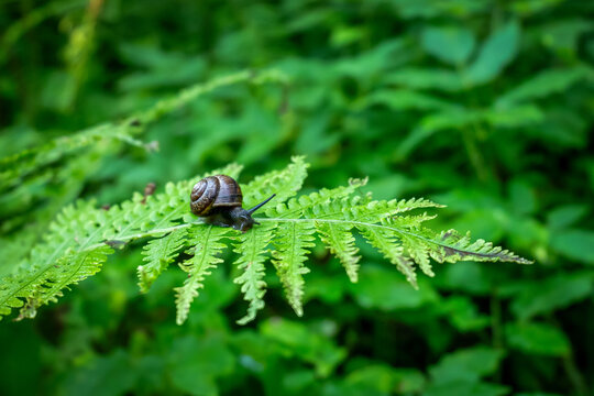 Small Brown Snail Crawls Along a Bright Green Fern in Summer