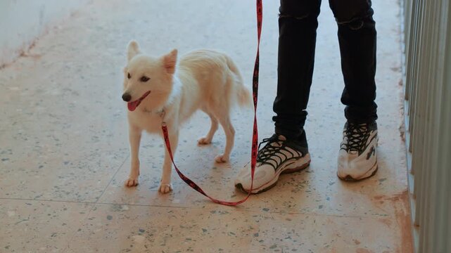 Small white dog on leash near sneakers. Attentive companion stands beside owners legs in bright indoor hallway with terrazzo tile floor. Leash slack, tail relaxed, curious gaze toward doorway. Candid