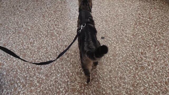 A high-angle tracking shot follows a dark tabby cat wearing a safety chest harness as it walks forward across a patterned terrazzo tiled floor in a quiet indoor hallway during a training routine.