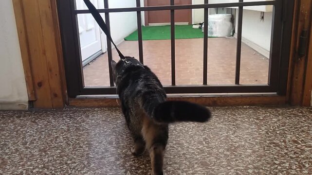 A static wide shot shows a dark tabby cat wearing a safety harness and leash standing indoors on a terrazzo floor, looking curiously through a barred door gate toward the entryway beyond.