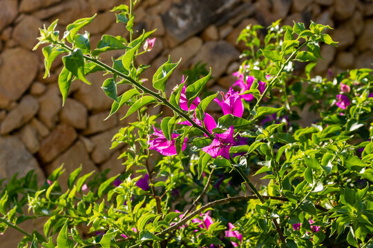 Sunlit Pink Bougainvillea Blossoms Against Rustic Stone Wall With Lush Green Leaves Outdoor Garden Branches