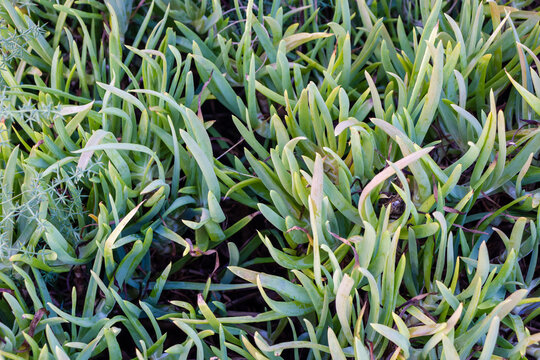 Close-Up Of Green Succulent Ground Cover Leaves Forming Dense Foliage Pattern For Garden Background