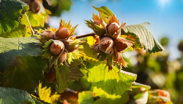 Ripe Hazelnuts On Branches Of Hazelnut Tree