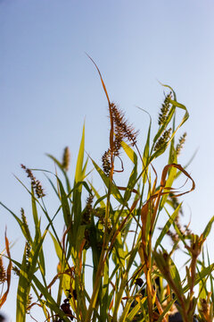 Sunlit Wild Grass and Seed Heads Against Clear Blue Sky in Warm Late Afternoon Light