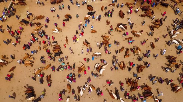 Aerial footage of the bustling Maasai livestock market in Kimana, Kenya, where cattle, goats and sheep are traded in a vibrant open-air marketplace by pastoralist communities