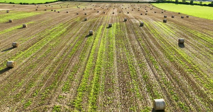 Aerial Low Flight over Stubble Field Covered with Round Straw Bales