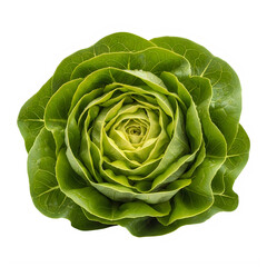Fototapeta premium Fresh green lettuce head isolated on a clean white background