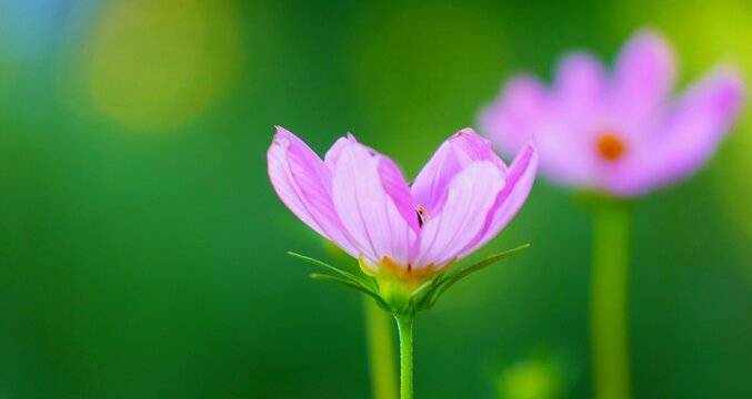 Pink cosmos flower blossom with open petals in a garden with green background, wildflower background