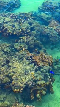 Crystal-clear Water Reveals Vibrant Coral Reefs At Bisezaki Beach On Cape Bise In Motobu, Okinawa, Japan. Vertical, Close-up Shot