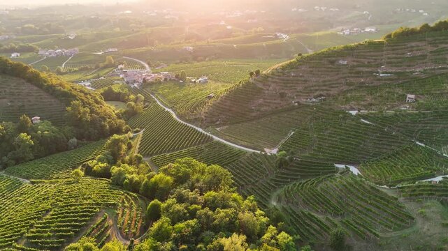 Aerial landscape view over the famous italian prosecco hills, with vineyard rows, on a sunny evening