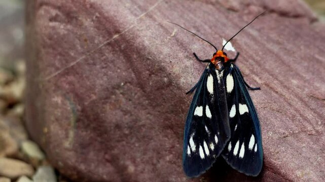 Closeup wildlife footage captures a Macrobrochis gigas moth calmly resting on a natural stone in its mountain habitat during the summer season in Himachal Pradesh, India.