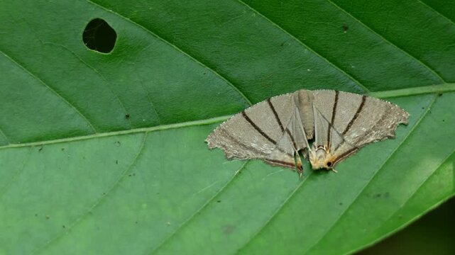 Authentic closeup footage of the Bar Swallowtail Moth (Orudiza protheclaria) perched naturally on a vibrant green leaf in the forests of Himachal Pradesh, India, during the summer season.