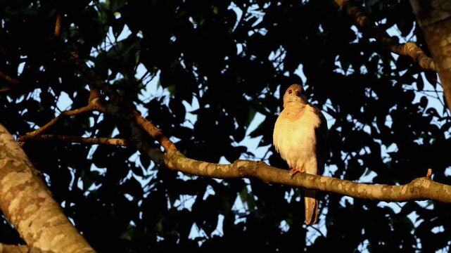Professional wildlife footage showing a wild Shikra (Tachyspiza badia) perched naturally on a forest tree branch in Himachal Pradesh, India, during the warm summer season.