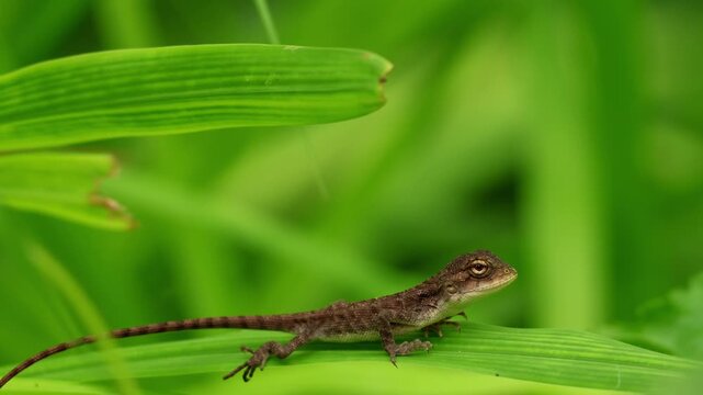A detailed closeup video featuring a juvenile Oriental garden lizard (Calotes versicolor) delicately perched on a slender grass blade in its natural habitat during the lush monsoon season.