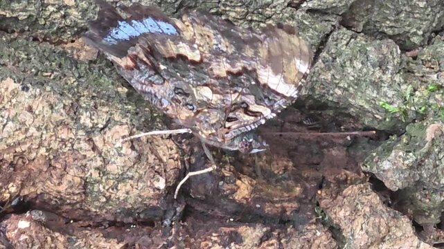 
Blue admiral butterfly feeding on tree sap on oak bark, 4K macro video #003


 