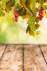 Obraz premium Empty rustic wooden table under hanging grape bunches and vine leaves for autumn harvest product background