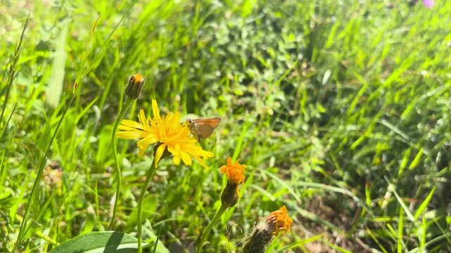 An orange skipper butterfly rests and feeds on a yellow wildflower amid tall green grass, unopened buds, and scattered meadow plants in bright summer sunlight.
