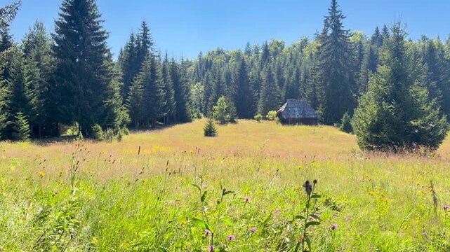 A rustic wooden cabin stands in a sunlit meadow filled with grasses and scattered wildflowers, bordered by dense evergreen forest beneath the clear blue summer sky.