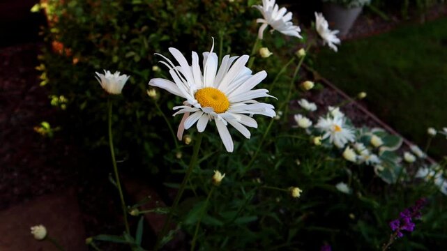 White daisey blowing in the wind
