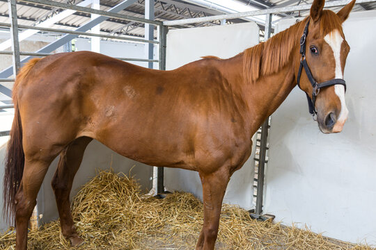 Tall elegant domesticated horse inside agricultural farm in countryside