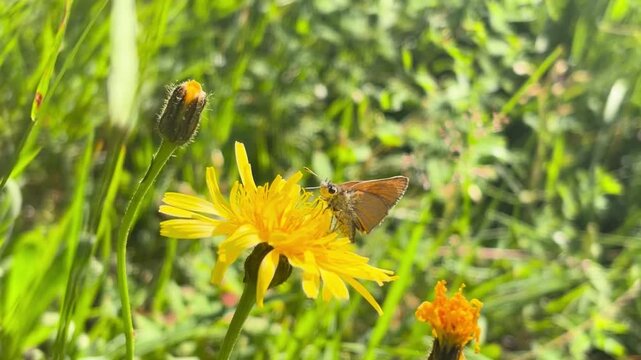 A close-up shows an orange skipper butterfly drinking nectar from a yellow wildflower, framed by green stems, unopened buds, and softly blurred meadow foliage in sunlight.