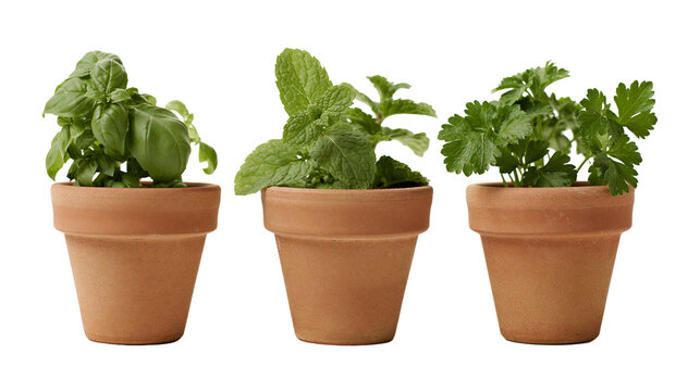 Three terracotta pots with fresh basil mint, and parsley plants