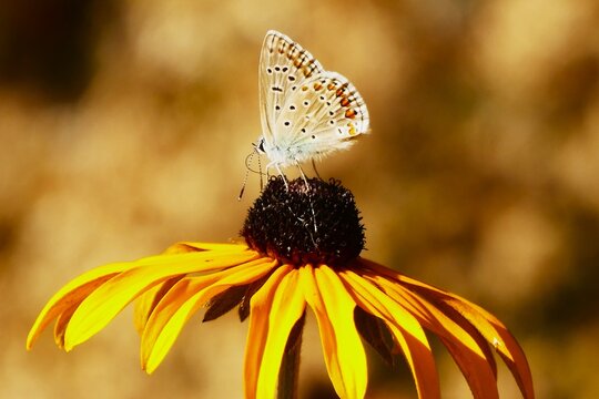 Colorful butterfly standing on the yellow wild flower in the garden feeding with nectar, butterfly and wildflower background