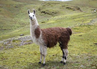 Llama Standing on Green Grassy Hill in Andes Mountains, High Altitude Domestic Alpaca Animal in South America Landscape © iftikhar hussain