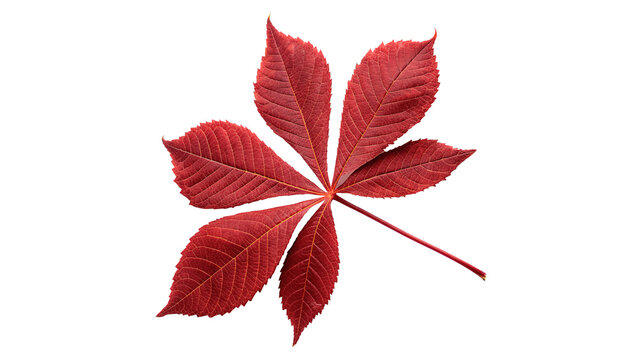 Dry vibrant red autumn fallen maple leaf detailed veins structure isolated on transparent background