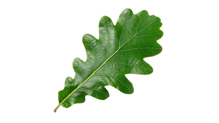 Fototapeta premium Fresh vibrant green oak tree leaf detailed veins structure foliage isolated on transparent background