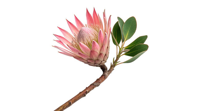 Fresh pink blooming protea flower branch spring botanical exotic plant isolated on transparent background