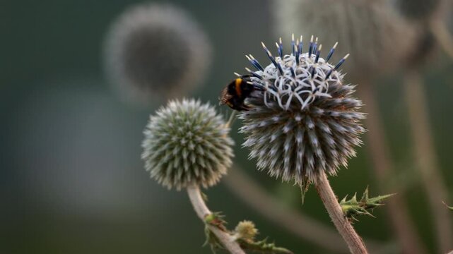 Wild bumblebee pollinating blooming blue globe thistle flower