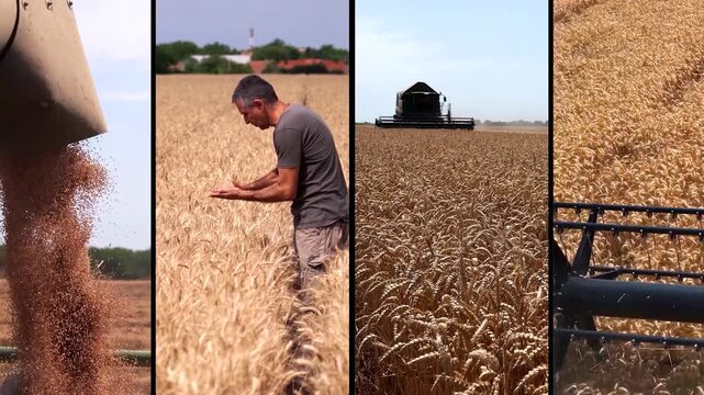 Farmer Inspecting Grain Quality and Combine Harvester Unloading Wheat in Agriculture Multi Screen Video. Ideal for agribusiness commercials corporate food industry videos and agricultural marketing.