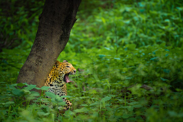 Leopard yawning amid dense green foliage in Jhalana Leopard Conservation Reserve, Rajasthan, with its spotted coat framed naturally by a tree and lush forest vegetation. © Rohit Beniwal