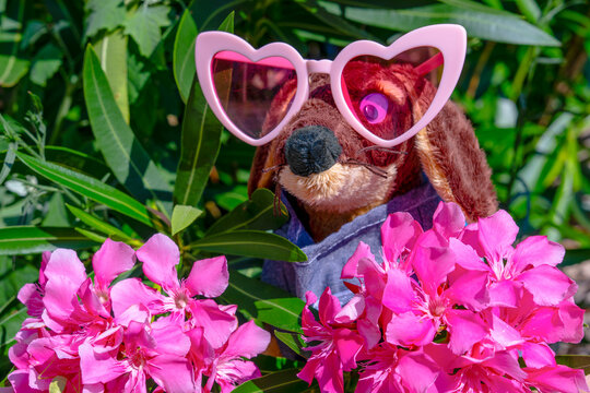 Plush toy dog wearing pink heart shaped sunglasses among oleander flowers
