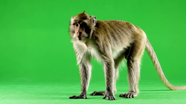 Macaque Monkey Standing Against Green Chroma Key Background for Professional Compositing in Media Projects and Advertising