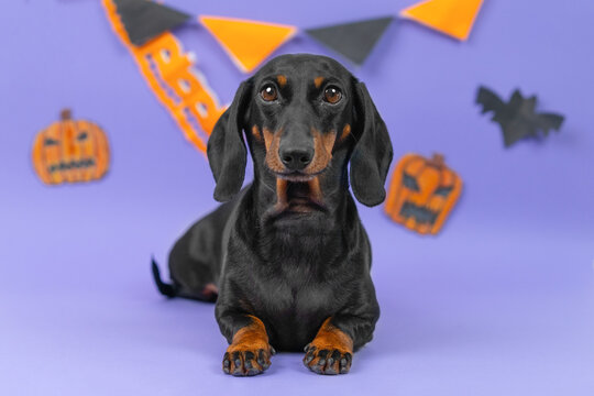 Black and tan dachshund lying calmly by festive autumn decorations