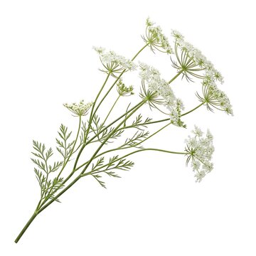 A delicate bunch of white wild carrot flowers isolated on a clean white background for floral design