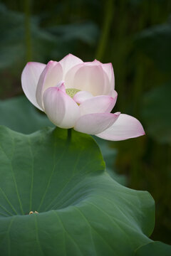 A detailed close-up of a delicate pink and white lotus flower blooming above a large green leaf in GuiHu Park, Chengdu. The soft lighting highlights the intricate textures of the petals against the