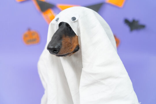Dog peeking from under a white ghost sheet costume at Halloween
