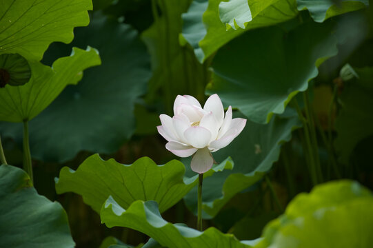 A close-up shot of a delicate white lotus flower blooming amidst large, vibrant green lily pads. The soft natural lighting highlights the intricate petals and textures of the leaves, creating a