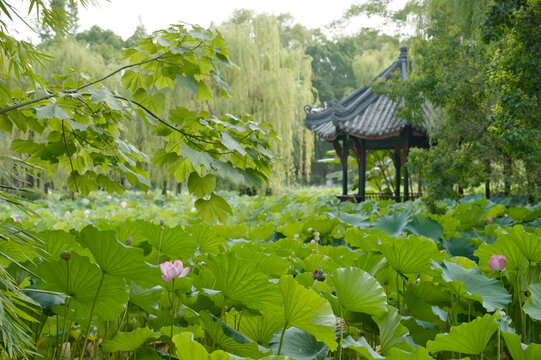 A peaceful summer scene at GuiHu Park featuring a pond filled with blooming pink lotuses and large green leaves. In the background, a traditional Chinese pavilion is nestled among lush willow trees