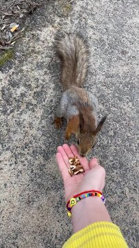 A red and grey squirrel approaches a human hand in the park, carefully taking nuts, eating calmly, moving its paws.