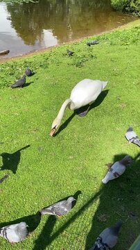 A beautiful swan, doves and ducks near the pond on the grass, the swan scolds the doves, a funny life of birds.