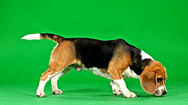Playful Beagle Dog On Green Screen Background Ideal For Animation And Video Overlay In Dynamic Scenes With Multiple Poses For Commercial Use