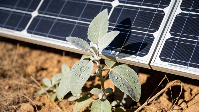 Solar panels support crops in agrivoltaics setup to improve land use and energy generation