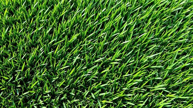 Closeup of vibrant green grass
